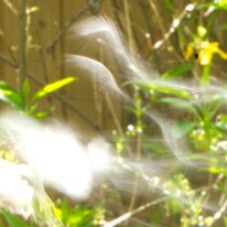 Löwenzahn im Wind