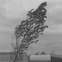 Kleiner Baum auf dem Campingplatz am Balaton
